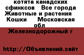 котята канадских сфинксов - Все города Животные и растения » Кошки   . Московская обл.,Железнодорожный г.